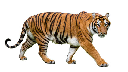 Obraz premium Isolated powerful tiger walking and looking at viewer, majestic wild animal portrait