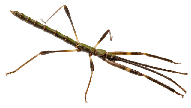 Isolated stick insect, a fascinating long-bodied insect species often found in nature