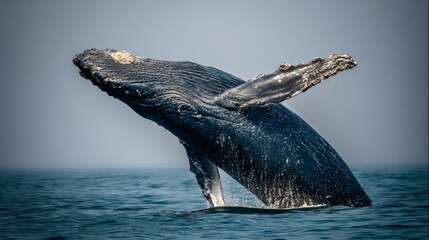 Obraz premium Majestic shoreline show: a whale's mesmerizing leap. Real moment. Stunning breach: whale and cliffs create a spectacular splash. Editorial use. Photojournalism.