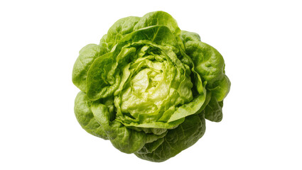 Fototapeta premium Isolated fresh whole green butter lettuce head, organic healthy vegetable food ingredient