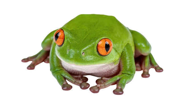 Isolated red-eyed tree frog, tropical amphibian with vibrant green skin and striking orange eyes