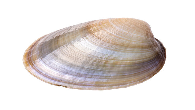 Isolated stunning pearlescent bivalve clam shell showcasing natural ocean beauty