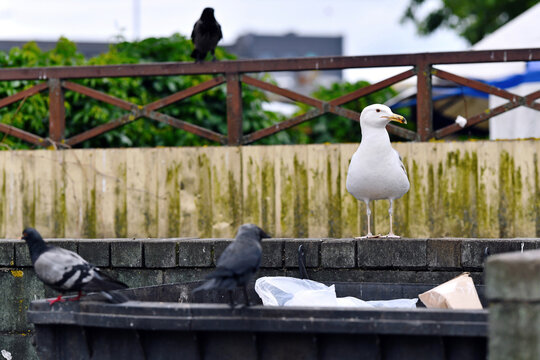 White seagull and several dark jackdaws and pigeons are perched on and around city dumpster searching for food scraps in an urban environment. Gulls scavenging for food in city trash bins