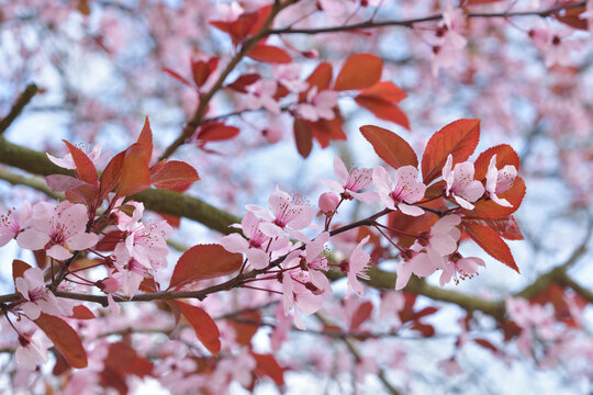 Purple leaf plum flowers (Prunus cerasifera Nigra) blooming on a Paris street in early March 2026