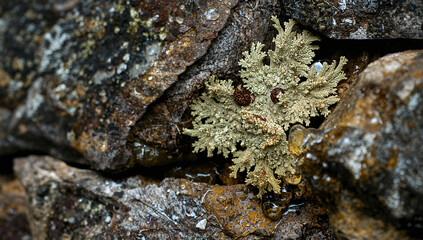 Obraz premium 石垣の暮らしの生態、乾いた地衣類が雨で緑に戻る呼吸の記録