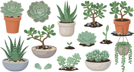 Succulent and Cactus Houseplant Illustration Set Featuring Aloe, Echeveria, Jade Plant, Snake Plant, and Decorative Potted Desert Plants. © MdNazmul