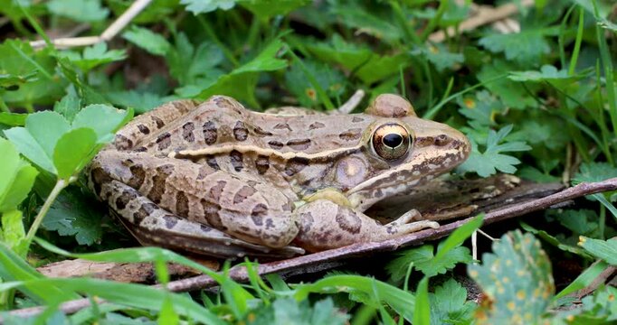Southern Leopard Frog Lithobates sphenocephalus up close side view.