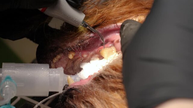 Removing oral plaque in a intubated dog, Close up