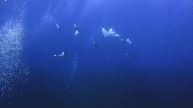 Dozens of Mobula rays gather in Raja Ampat to hunt the big schools of anchovies. These videos show their hunting behaviour and how they attack the schools of anchovies. Clip 14 of 27