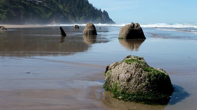 Ancient tree stumps on a reflective sandy beach with waves rolling in beneath forested coastal cliffs.