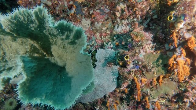 Colourful flat-worm taking off from a sponge, swimming carefully and landing on a coral wall