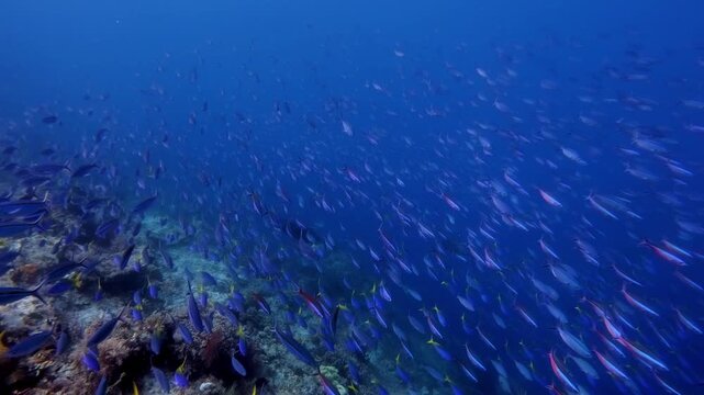 Large schools of fusiliers racing over a coral reef while being hunted by giant trevallies