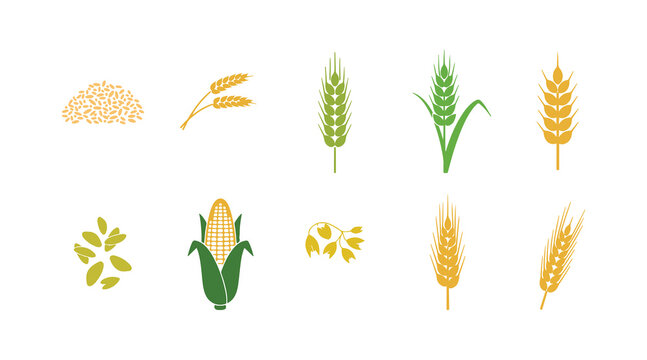 Set of cereal grain vector icons including rice, wheat, corn, oats, rye, and barley.