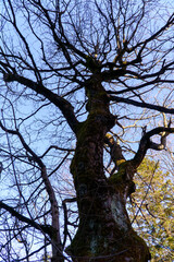 Zieleniec , w drodze na górę Orlica © rob