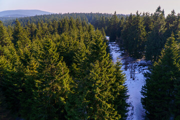 Zieleniec , w drodze na górę Orlica © rob