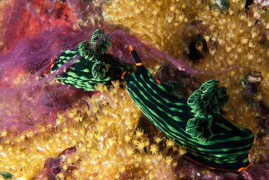 Couple of nudibranchs Nembrotha kubaryana, Philippines