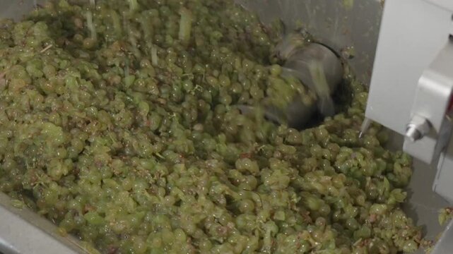 White grapes being crushed by rotating machine inside winery processing tank