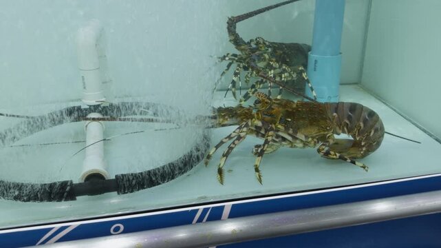 Live lobsters in aerated water tank at seafood market in Thailand. Fresh seafood kept alive before cooking in restaurant kitchen or fish market. Concept of seafood industry and food supply.