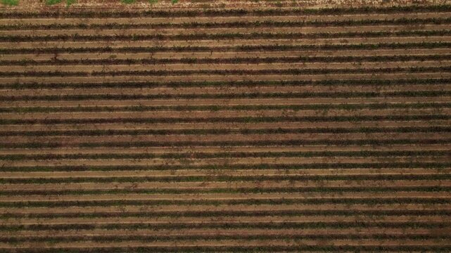 Aerial view of cultivated farmland showing parallel plowed rows in soil