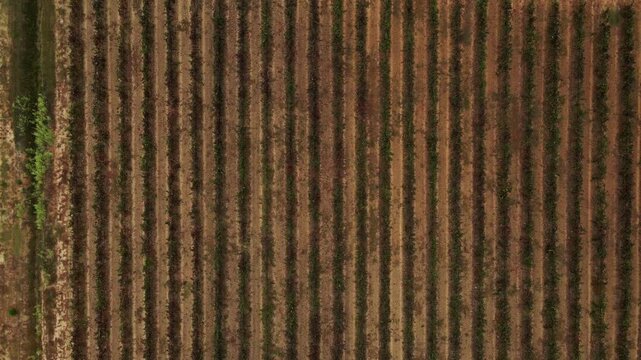 Overhead view of cultivated agricultural field showing parallel crop rows growing in soil creating geometric farming patterns