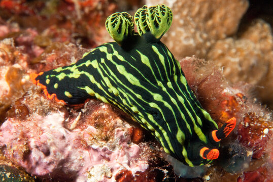 Nudibranch Nembrotha kubaryana, Philippines
