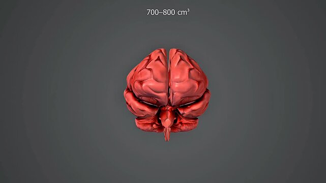 Homo habilis brain size