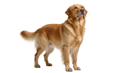 Fototapeta premium Isolated Golden Retriever dog standing, looking up attentively, a beautiful and friendly domestic pet
