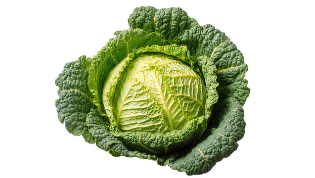 Isolated fresh green savoy cabbage, healthy organic vegetable food ingredient, top view