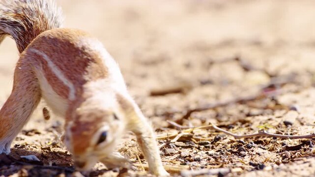 A close full body shot of a male African Ground Squirrel foraging and feeding while standing on his hind feet, Kgalagadi Transfrontier Park.