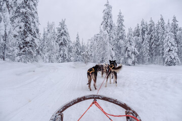 Experience thrilling husky sledding adventure in the stunning snowscapes of Akaslompolo, Lapland © Fokke Baarssen