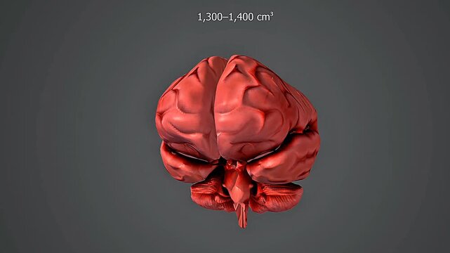 Homo sapiens brain size