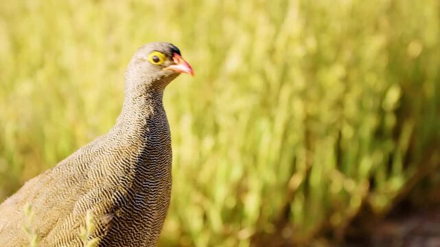 Red-billed spurfowl or francolin ( Pternistis adspersus) Walking in Savanah of Botswana Africa.