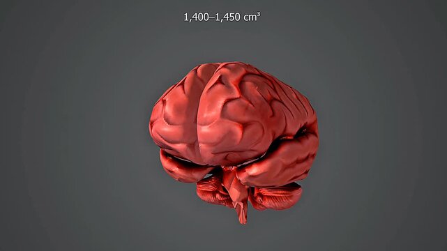 Neanderthal Brain size