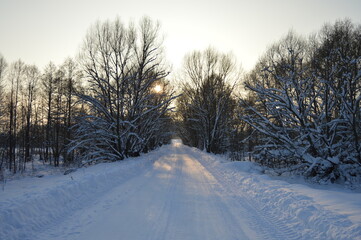 Obraz premium sunrise in the forest