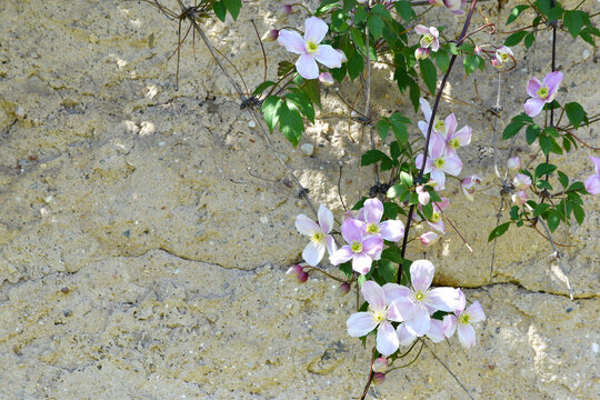 Mountain Clematis (Clematis montana), a climbing plant with pink flowers with four petals hanging on a wall
