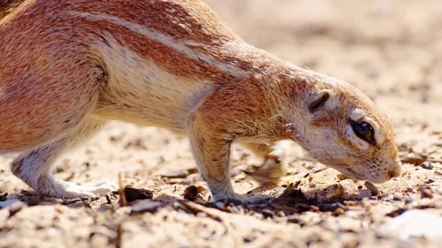 Extreme close up shot of a male African Ground Squirrel searching for food in Kgalagadi Transfrontier Park.