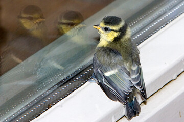 A young blue tit stands on a window sill in Baarn, Netherlands. It looks at its own reflection, curious and exploring its surroundings just after leaving the nest. © Gertjan Hooijer