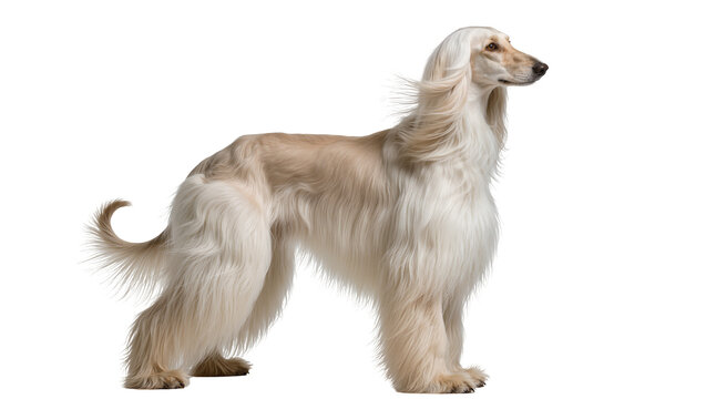 Isolated majestic Afghan Hound dog standing gracefully in profile with long beautiful flowing fur
