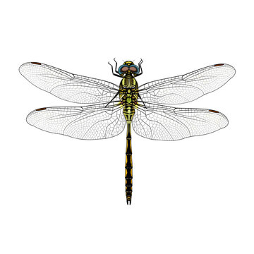Detailed Illustration of a Dragonfly with Transparent Wings 2.