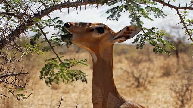 Gerenuk antelope stretches neck to eat acacia leaves