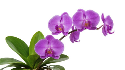 Obraz premium Isolated vibrant purple phalaenopsis orchid flowers with green leaves, elegant tropical plant