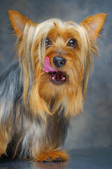 A vertical view of a silver-coated Australian Silky Terrier sitting and looking straight ahead with its tongue hanging out