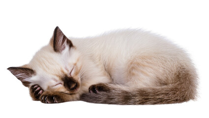 Isolated adorable sleeping Siamese kitten with dark points peacefully curled up, tiny and relaxed.