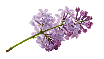 Obraz premium Isolated delicate branch of purple lilac flowers in bloom, fragrant spring blossom, close up