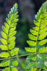 close up of fern leaf © Gunta