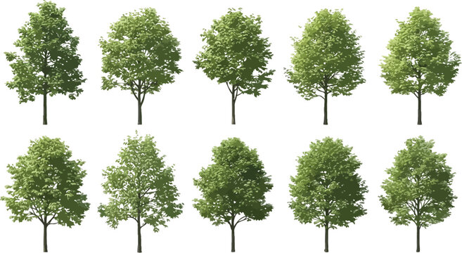 Collection of ten distinct deciduous trees with lush green summer foliage isolated on a transparent background ideal for architectural visualization projects.