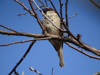 Obraz premium bird on a branch