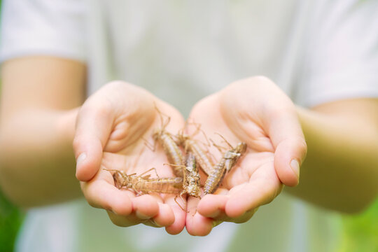 Boy holding dragonfly exuvia from Emperor dragonfly (Anax imperator) collected from a pond, Broxwater, Cornwall, England, UK. May, 2024. Model released. 