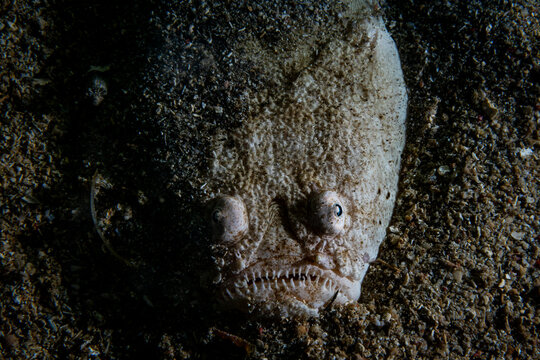 Whitemargin stargazer (Uranoscopus sulphureus) portrait, North Sulawesi, Indonesia, Pacific Ocean. 