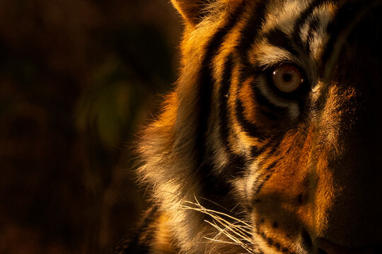 Bengal tiger (Panthera tigris tigris) sub adult, close up head portrait, Ranthambhore, Rajasthan, India. Endangered. 